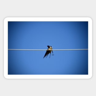 Tightrope Bird/ Swiss Artwork Photography Sticker